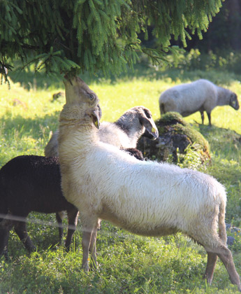 Schafe stehen nahe des Naturhotels Rehlegg in Berchtesgaden auf einer Weide und fressen Gras