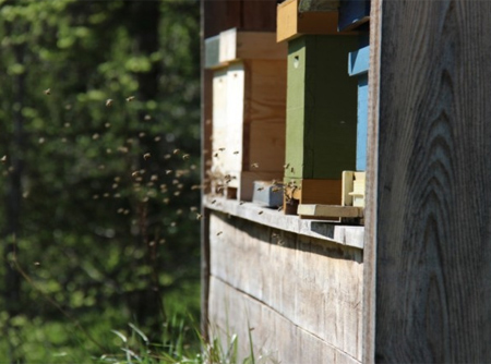An einem sonnigen Tag fliegt eine große Anzahl von Bienen zurück zu den aufgestellten Bienenstöcken
