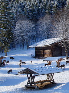 Wildfütterung im Klausbachtal im Winterurlaub Berchtesgaden